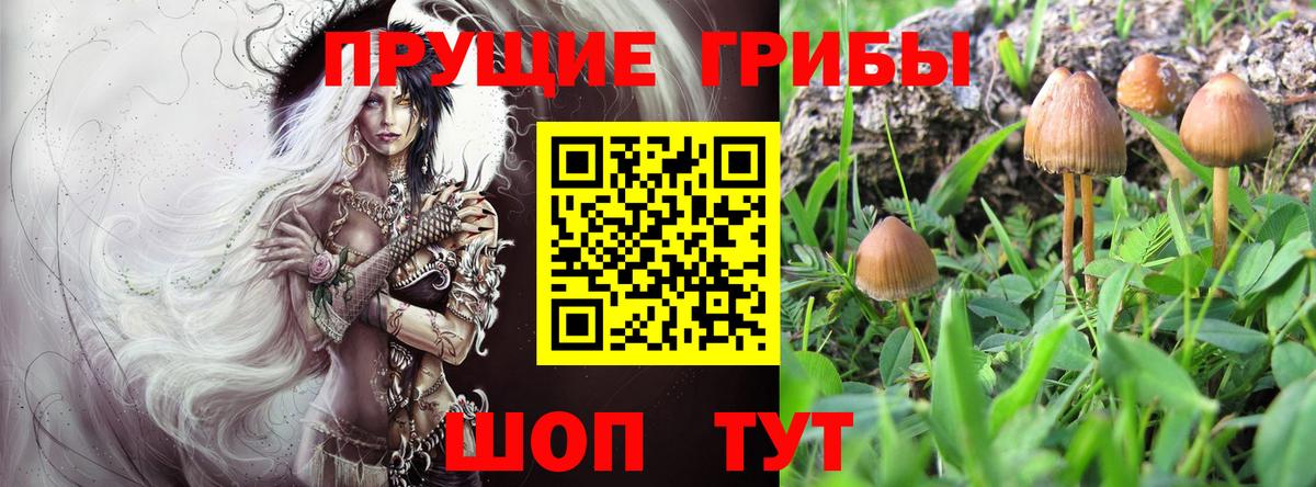 Псилоцибиновые грибы Psilocybe Ачхой-Мартан